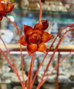 Cành Hoa Sen Gỗ Mít Màu Cánh Gián