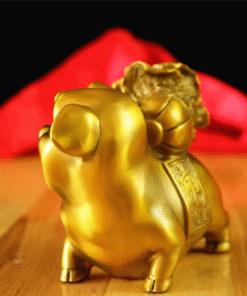 Heo Cõng Bắp Cải